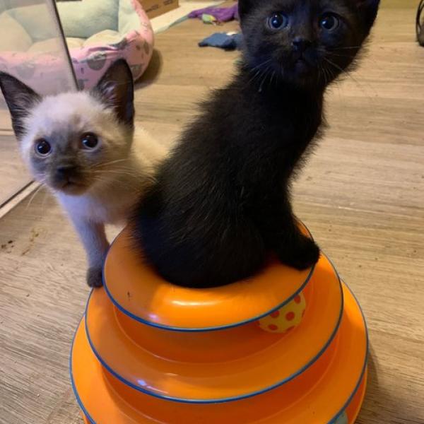 3oc7pkpirceawgucqbifxq